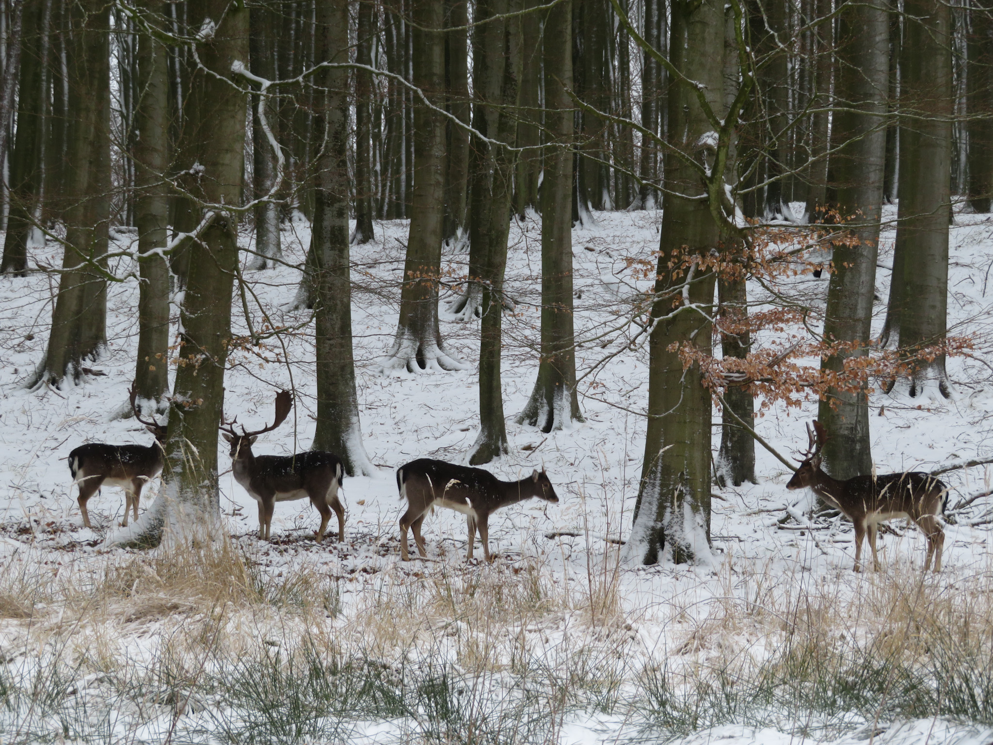 Familien-Spaziergang "Tierische Schlafmützen im Wald" 